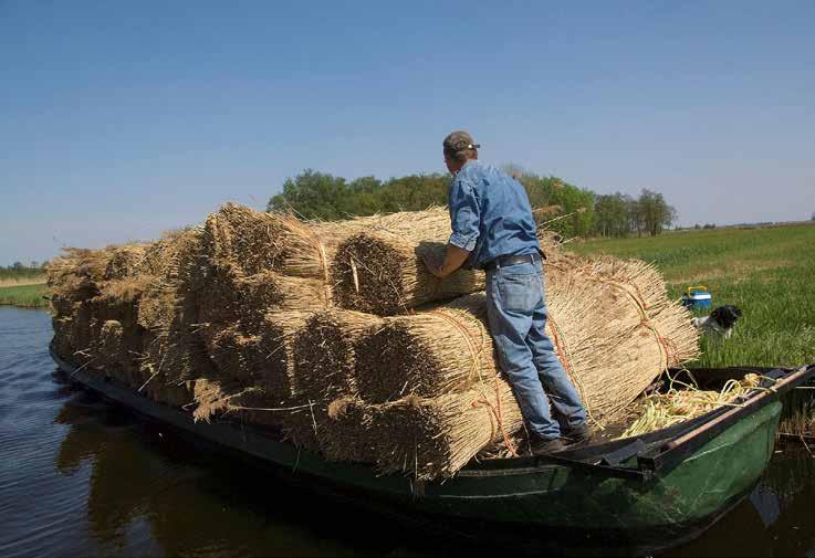 Daarom benutten De natuur voorziet in onze basisbehoeften: schoon water uit de kraan dankzij natuurgebieden, koelte en zuivere lucht dankzij bomen, en bestuiving van onze gewassen dankzij insecten.