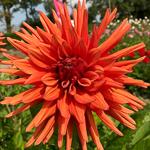 3,00 Dahlia Bishop of Auckland 100-120 cm, pioenbloemig, helderrood.