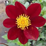 Dahlia Miss Ruby Nieuw!