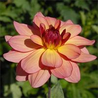 140 cm, waterlelie dahlia, zalmoranje met donkerrode rand.