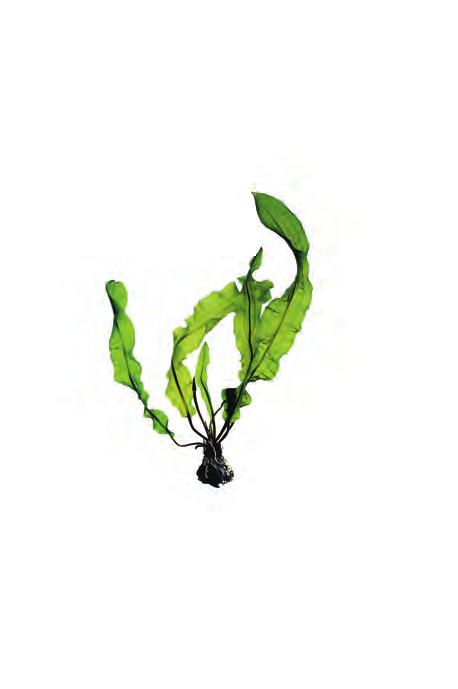 Sri Lanka Aponogeton crispus De Aponogeton crispus in van nature een knolplant, tegenwoordig word deze nagekweekt en zonder knol geleverd om de natuur te beschermen.