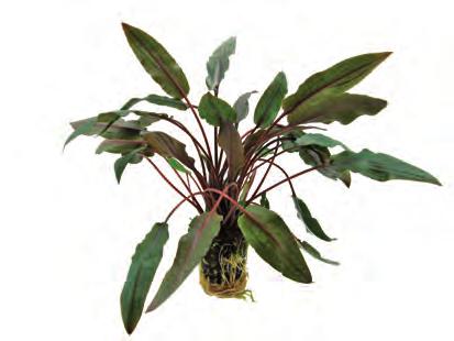 De groene bladeren worden tot 40 cm lang. Dit soort groeit vrij makkelijk en is geschikt om in groepen te planten, gebruik als solitair is ook mogelijk.