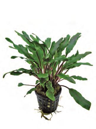 De plant groeit langzaam en heeft donkerbruine langwerpige bladeren. Undulatus onderscheidt zich van de andere Crypto soorten door de mooi gegolfde bladrand.