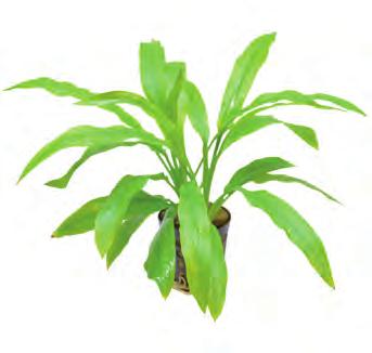 Echinodorus africanus Makkelijk groeiende Echinodorus soort met langwerpige dunne geelgroene bladeren. Geschikt als solitair; door bladvorm en kleur geeft deze plant een mooi contrast in het aquarium.