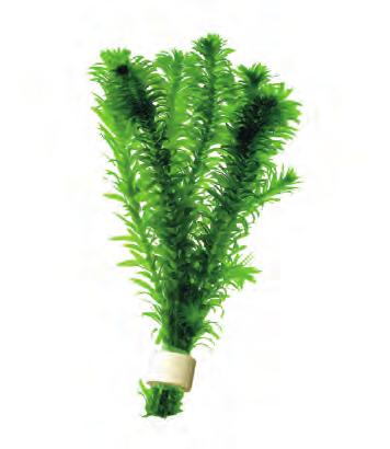 P2020623 15 cm 22-28ºC 8 715897 027703 Kosmopoliet Elodea densa De meest bekende waterplant, zeer snel groeiend, bijna woekerend neemt deze plant veel voedingsstoffen