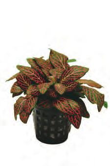 Centraal Amerika Fittonia rood of wit Een terrarium plant die ook kan worden gebruikt in het paludarium en aquarium. Onder water heeft deze plant een levensduur van ongeveer een maand.
