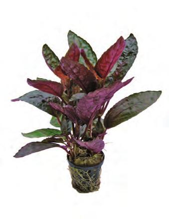 P2020613 25 cm 20-30ºC 8 715897 016707 Zuid-Amerika Hemianthus callitrichoides Laagblijvende goed groeiende plant met lichtgroene kleine blaadjes.