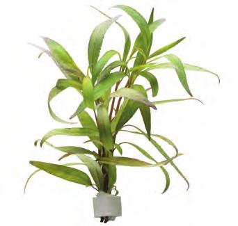 P2020710 20 cm 18-25ºC 8 715897 192852 Zuid-Amerika Hydrocotyle verticillata Prachtige plant met helgroene ronde blaadjes met een maximale afmeting van 2 cm.