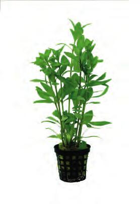 Pinnatifida heeft hechtwortels en kan daarom ook op decoratie materiaal gebonden worden waarop het vastgroeit.