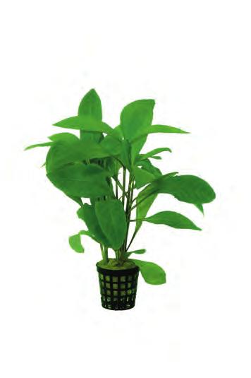 Zuid-Oost Azië Nomaphila siamensis parvifolia Een zeer compacte variëteit van de gewone Nomaphila. De plant heeft bladeren die zeer kort op elkaar staan zoals sla.