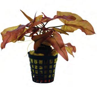 Als de omstandigheden optimaal zijn kan de plant vrij fors worden, de bladeren zullen dan regelmatig teruggesnoeid moeten worden.