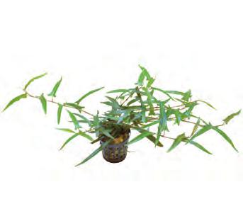 Zuid-Oost Azië Persicaria praetermissa Ruby Dit nieuwe soort groeit rustig en vormt bij voldoende licht horizontale uitlopers. De plant is dan zeer geschikt als voorgrond plant.