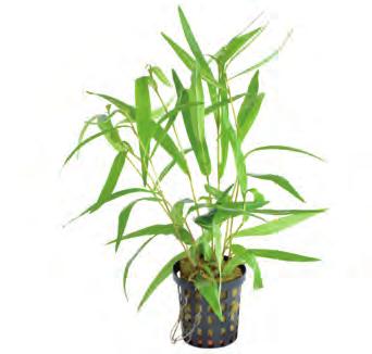 Zuid-Amerika Polygonum sp. Sao Paulo Makkelijk groeiende plant, ook bij minder ideale omstandigheden.