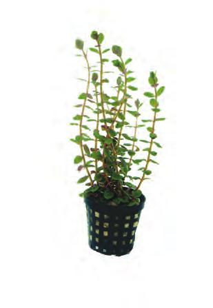 P2021025 50 cm 22-28ºC 8 715897 017544 Zuid-Oost Azië Rotala macrandra groen Groenblijvende, makkelijk groeiende plant.
