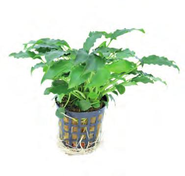 P2021069 15 cm 15-25ºC 8 715897 031779 Filipijnen Schismatoglottis prietoi Traag maar zeer makkelijke groeiende plant met helgroene spitse bladeren.
