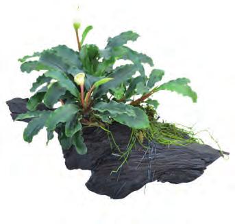 Hout Bucephalandra green velvet maat ss Decoratief stukje hout in de afmeting 12 tot 18 cm. Met de traag groeiende Bucephalandra erop is dit stukje ook nog geschikt voor een nano aquaria.