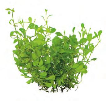 P2022375 Easy Grow 20 cm 22-30ºC 8 715897 232534 Zuid-Amerika Easy Grow Eleocharis acicularis nr 2 Mooie en sterke voorgrondplant. Vormt een veld van heldergroen, rechtopstaand, naaldachtig blad.