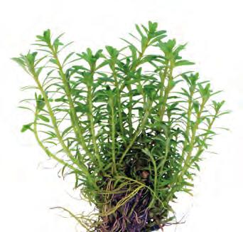 P2022415 Easy Grow 5 cm 22-30ºC 8 715897 232619 Zuid-Oost Azië Easy Grow Rotala wallichii nr 10 Sierlijke, langzaam groeiende plant met dunne groene blaadjes.