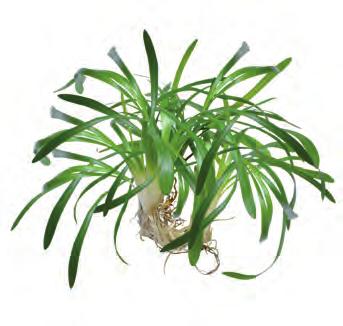 P2022420 Easy Grow 30 cm 20-28ºC 8 715897 232626 Noord-Amerika Easy Grow Sagittaria subulata nr 11 Redelijk makkelijk groeiende plant welke uitlopers vormt en daarmee een tapijt vormt.