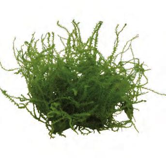 P2022403 Easy Grow 20 cm 18-28ºC 8 715897 249495 Zuid-Amerika Easy Grow Vesicularia montagnei nr 14 De Vesicularia montagnei is bekend onder de naam Christmas moss Deze naam heeft het plantje te