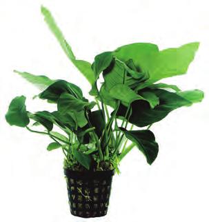 West-Afrika Anubias barteri var.nana Sterke middelhoge, langzaam groeiende plant met een diepgroene kleur. Kan op hout, steen of achterwand bevestigd worden.