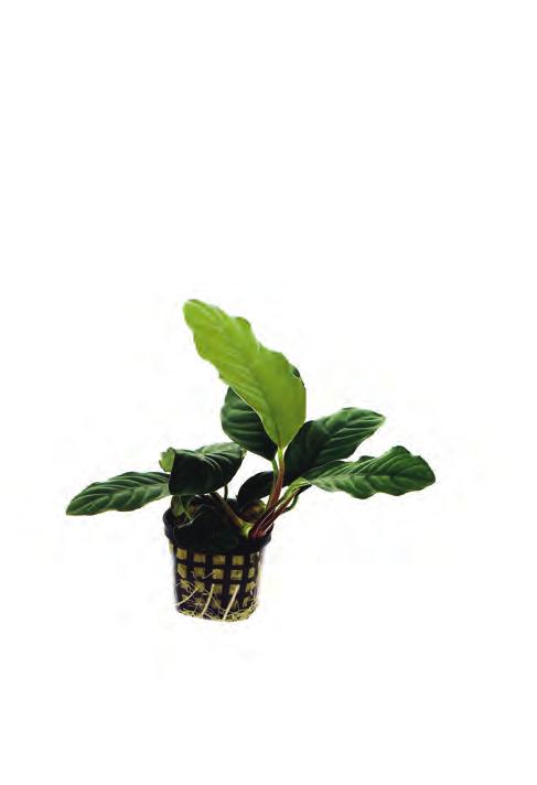 P2020115 P2020120 14 cm pot 30 cm 22-30ºC 8 715897 015656 8 715897 027055 West-Afrika Anubias coffeefolia Deze traaggroeiende Anubias is populair vanwege de mooie ovaalvormige bladeren met duidelijke