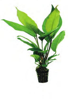 West-Afrika Anubias heterophylla Door zijn lichtgroene, licht golvende brede bladeren en relatief snelle groei onderscheid de Anubias heterophylla zich van alle andere Anubiassen.