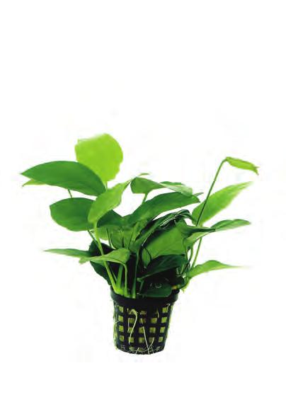 P2020143 20 cm 22-28ºC 8 715897 039508 West-Afrika Anubias nana Zeer sterke, langzaam groeiende plant met een diepgroene kleur. Kan op hout, steen of achterwand bevestigd worden.