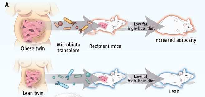 en insuline resistentie Van mens naar muis: Darmmicrobiota van tweelingen met/zonder