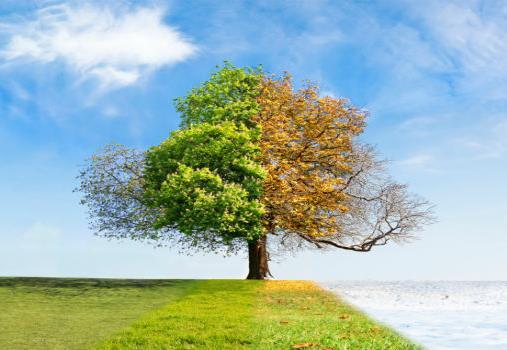Figuur 20. Bladdichtheid van een loofboom doorheen de vier seizoenen e. De morfologie van het blad speelt een belangrijke rol bij het afvangen van deeltjes.