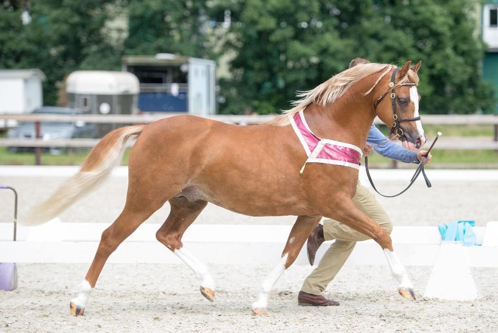 Sluiting inschrijving: 28 mei 2017 23:30 uur Open voor: leden en niet-leden met Welsh pony s en cobs