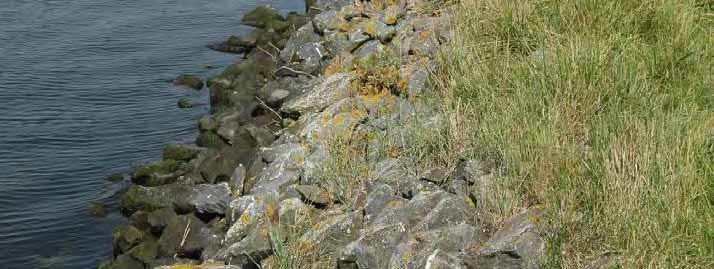 Hydromorfologie Natuurvriendelijke oevers Door de stortsteen langs de oever staat er niet veel riet in de Braakmankreek.