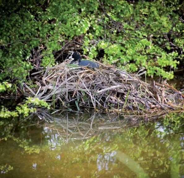 Verder heb ik in het gebied in Pijnacker scholeksters, meerkoeten met nesten, knobbelzwanen en Canadese ganzen gezien. Maar die redden het wel, hoor.