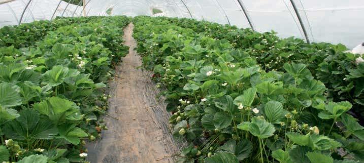 DOSSIER Gewasbescherming in de fruitteelt EVOLUTIES IN DE GEWAS- BESCHERMING VAN AARDBEIEN Na meer dan 30 jaar actief geweest te zijn in de gewasbescherming van vooral aardbeien en kleinfruit kan