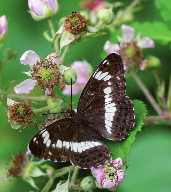 IN DE FOCUS In deze groepering staan soorten als Kleine ijsvogelvlinder en Bruine eikenpage samen in wat we de groep van de Kempense bos vlinders genoemd hebben.