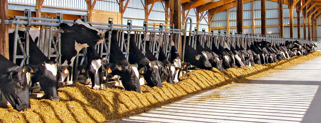 SCHOON VOER MET ALS RESULTAAT HOGERE INKOMSTEN Het productieresultaat van een veehouderijbedrijf hangt af van de hoeveelheid ruwvoer in de sleufsilo, balensilage en of hooi dat er beschikbaar is.