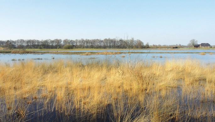 FIG 69 HERSTELDE EMPESE EN TONDENSE HEIDE Na uitvoering van de maatregelen is een uitgestrekt nat, heide- en beekdallandschap ontstaan in de Empese en Tondense Heide.