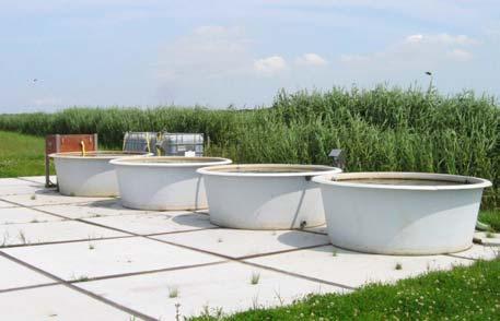 Bakken - Mesocosms Vijvers