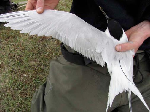 3.3.4 Sterns: gebiedsgebruik en foerageergedrag bepaling met behulp van gezenderde vogels 3.3.4.1 Algemene beschrijving Grote sterns gebruiken tijdens foerageervluchten verschillende onderdelen van het mariene habitat.