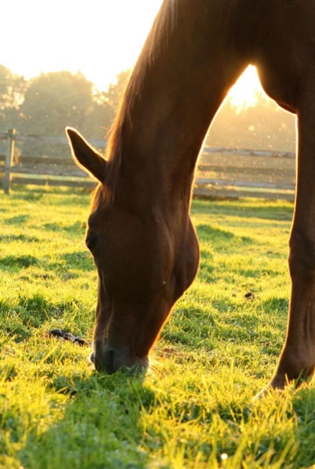 Leergang paardenwelzijn Wordt de beste welzijnsadviseur van je eigen paard Paardenwelzijn in Nederland, steeds vaker een onderwerp van gesprek.