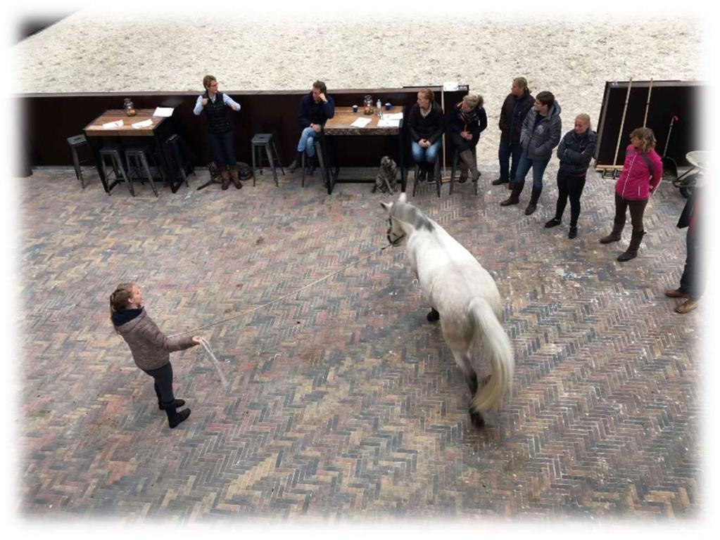 Profiel van een FSA revalidatietrainer Aan het eind van het tweede jaar revalidatietraining kun je als professional aan de slag met de revalidatie van paarden.