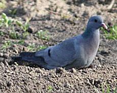 Vreemd genoeg is de rasnaam in die begintijd, aan nogal wat veranderingen onderhevig geweest. Het ras werd o.a. Carmiaux genoemd en in december 1895 heeft de toenmalige Belgische duivenbond er een standaard voor opgesteld.