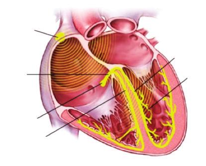 De longslagader voert het bloed naar de longen en de aorta voert het bloed naar alle andere organen en delen van het lichaam.