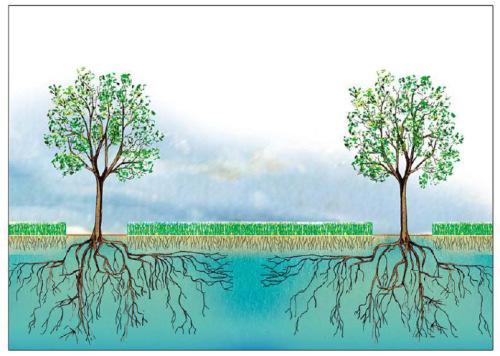 Agroforestry: ondergrondse interacties?