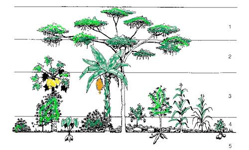 tropen: gangbare vorm van landbouw ICRAF (World Agroforestry Centre, Nairobi, Kenya) Principe
