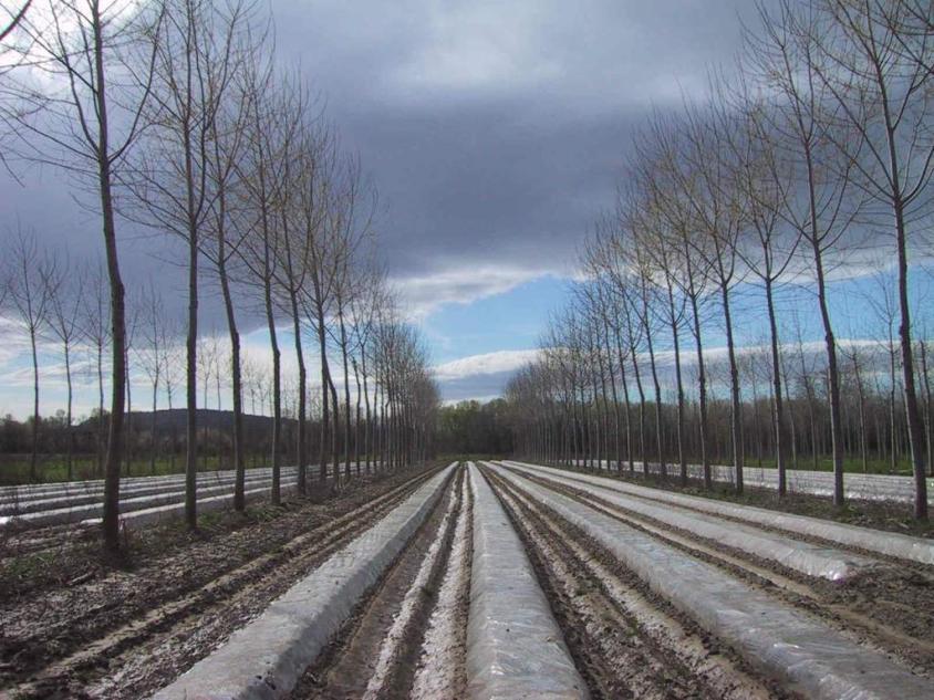 Agroforestry in Europa Asperges (FR)