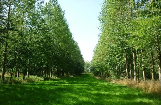 Agroforestry in Vlaanderen Voorbeelden uit de praktijk: diverse systemen en
