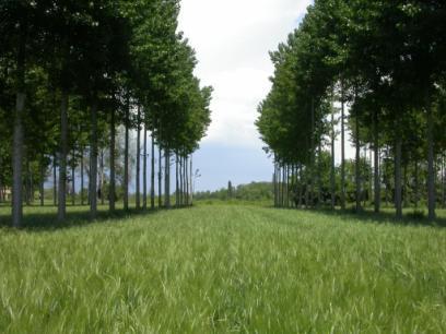 Agroforestry: wat is het?