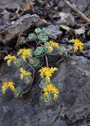 Euphorbia piscidermis. Een heel opvallende Euphorbia, ontdekt in Ethiopië en beschreven in 1974; de naam piscidermis doelt op de op vissenschubben gelijkende opperhuid.