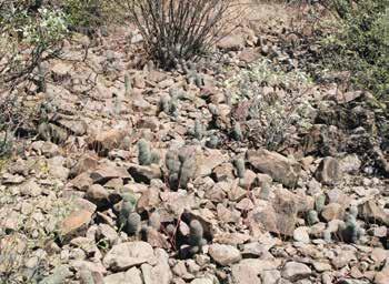 we werden continu belaagd door kleine vliegjes. We kwamen hier opnieuw M. grahamii tegen en daarnaast Echincereus scopulorum, ferocactussen, lophocereussen en carnegiea s (de saguaro).